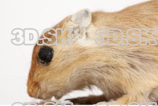 Gerbil - Meriones meridionus 0004